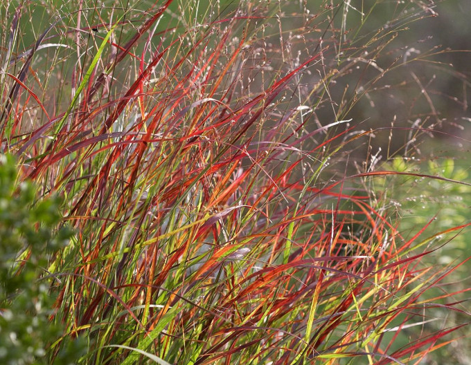 Panicum „Rotstrahlbusch” 9x9