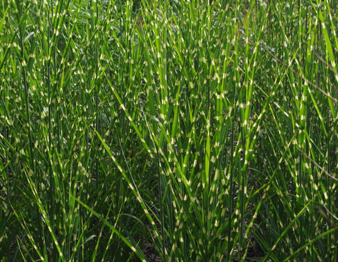 Miscanthus Strictus 9x9