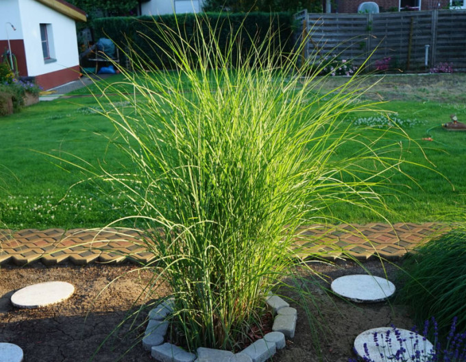 Miscanthus Strictus 9x9