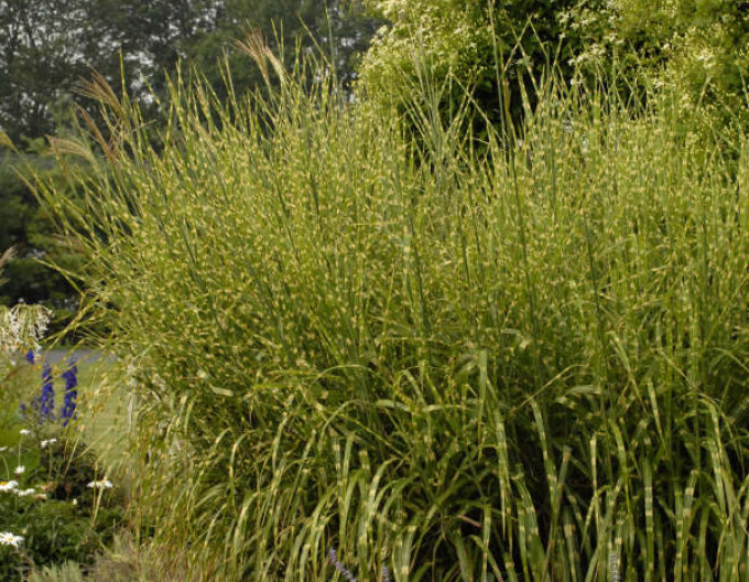 Miscanthus Strictus 9x9