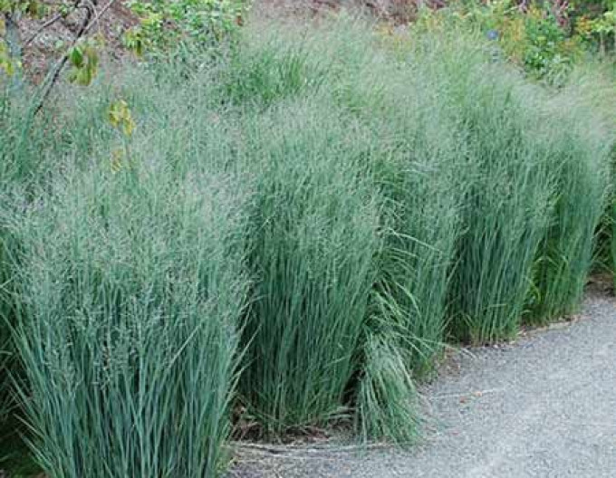 Panicum „Heavy Metal” 9x9