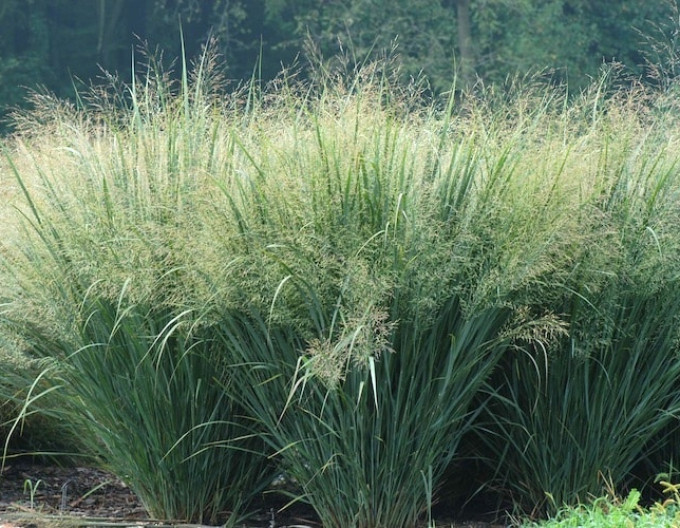 Panicum „Heavy Metal” 9x9