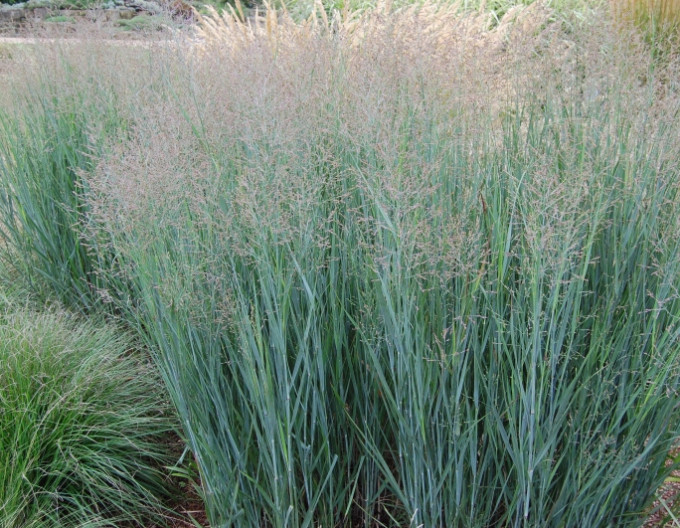 Panicum „Heavy Metal” 9x9