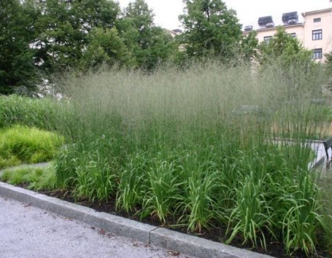 Molinia „Transparent”