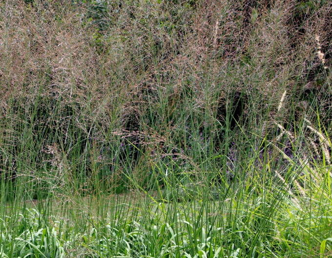 Molinia „Transparent”