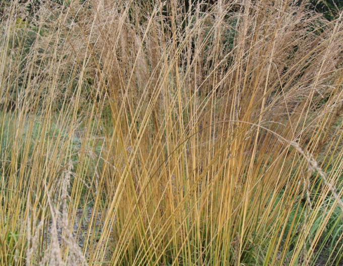 Molinia „Transparent”