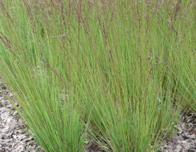 Molinia „Edith Dudszus” 9x9