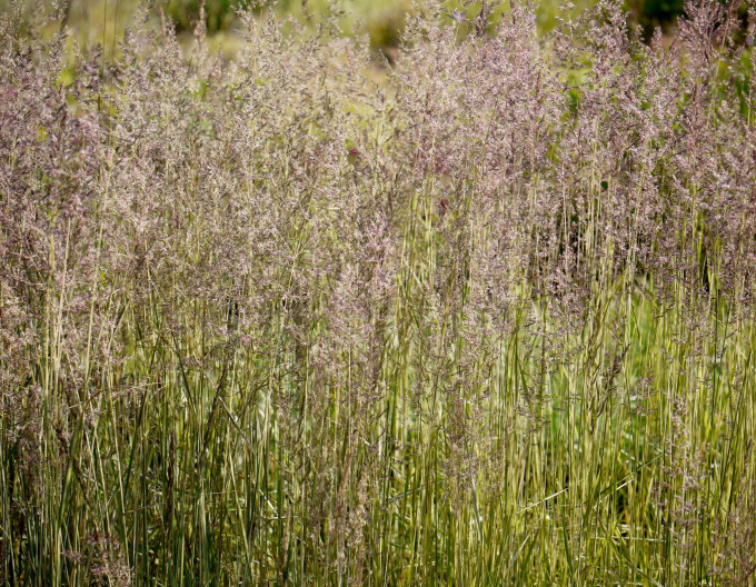 Calamagrostis  „Avalanche” 9x9