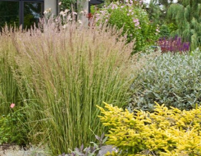 Calamagrostis  „Avalanche” 9x9