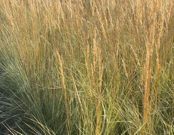 Calamagrostis  „Avalanche” 9x9