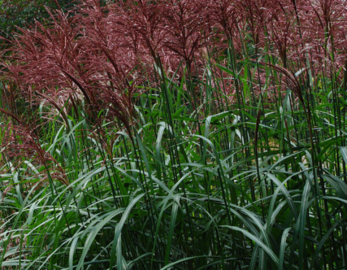 Miscanthus „Dronning Ingrid” 9x9