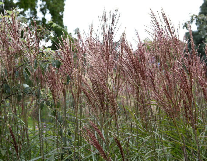 Miscanthus „Dronning Ingrid” 9x9