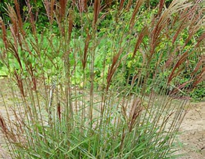 Miscanthus „Dronning Ingrid” 9x9