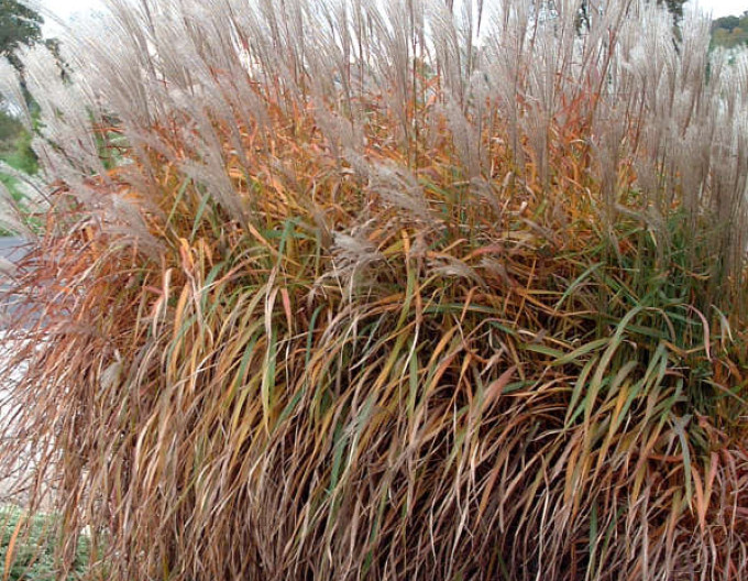 Miscanthus „Purpurascens” 9x9