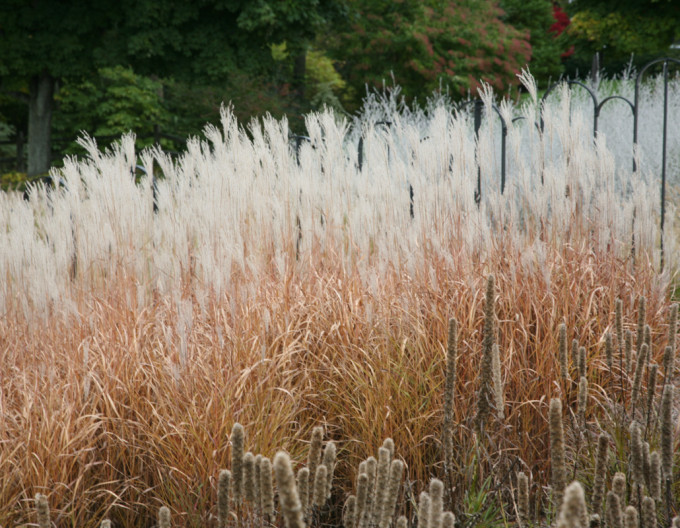 Miscanthus „Purpurascens” 9x9