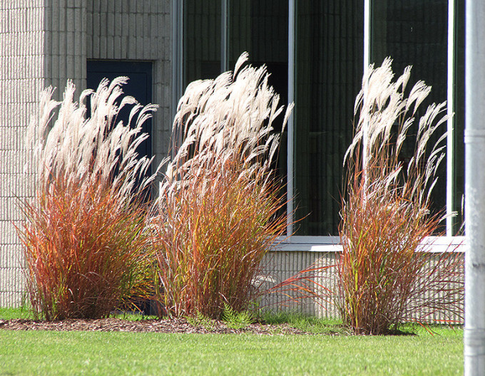 Miscanthus „Purpurascens” 9x9