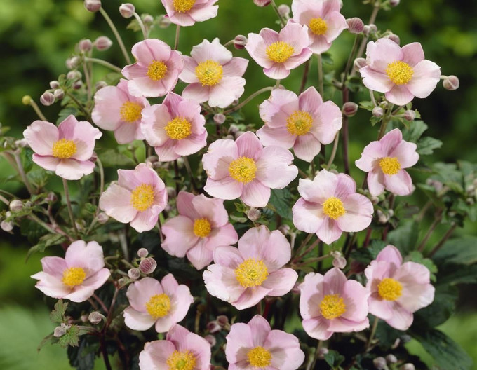 Anemone „Robustissima”
