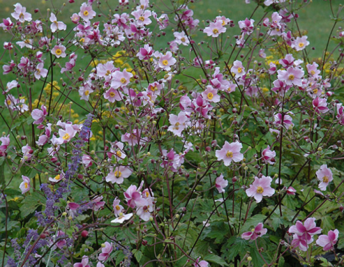 Anemone „Robustissima”