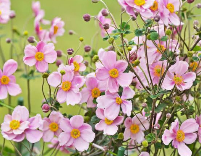 Anemone „Robustissima”