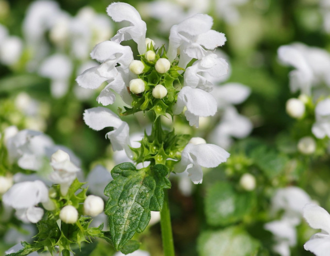 Lamium maculatum „White Nancy”