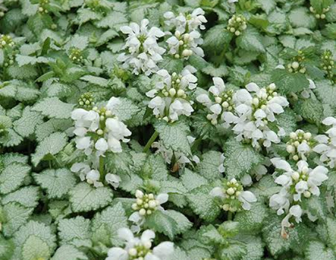 Lamium maculatum „White Nancy”