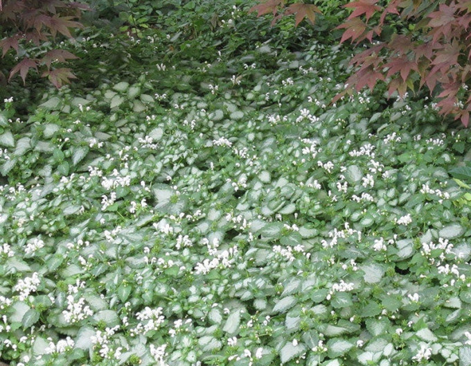 Lamium maculatum „White Nancy”
