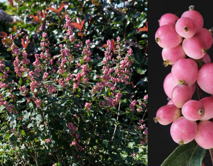 Symphoricarpos  „Magic Berry”