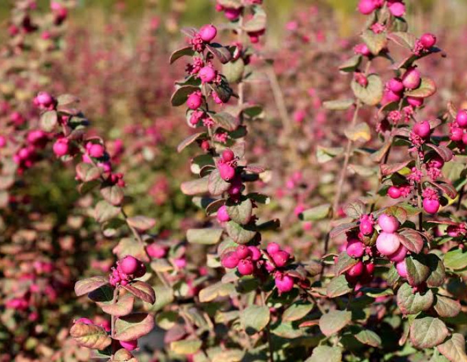 Symphoricarpos  „Magic Berry”