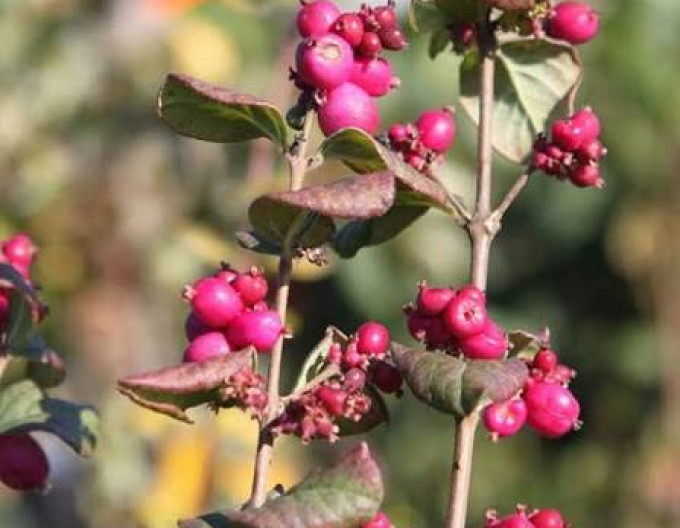 Symphoricarpos  „Magic Berry”