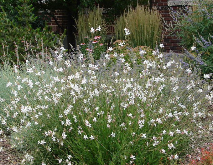 Gaura „Short Form”