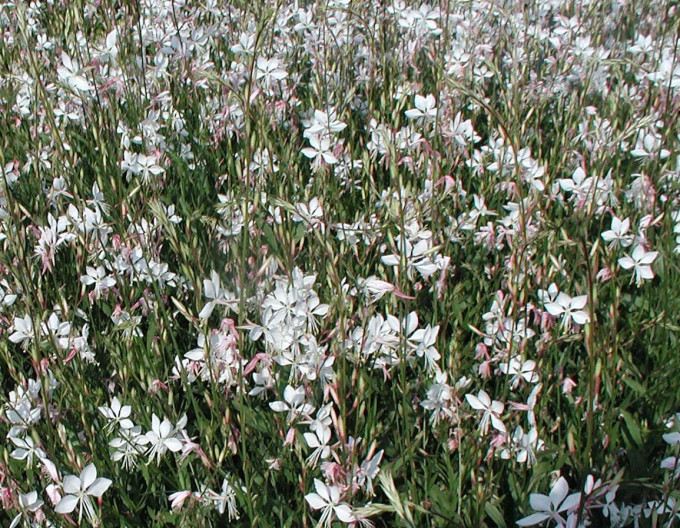 Gaura „Short Form”