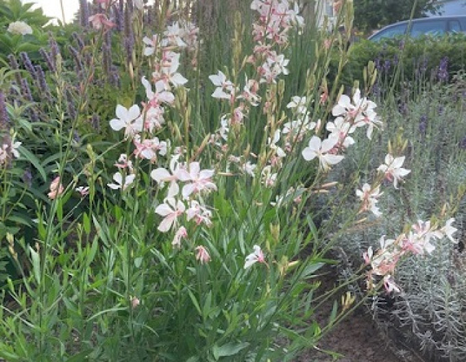 Gaura „Short Form”