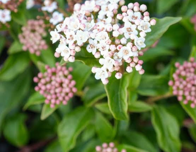 Viburnum „Eve Price”