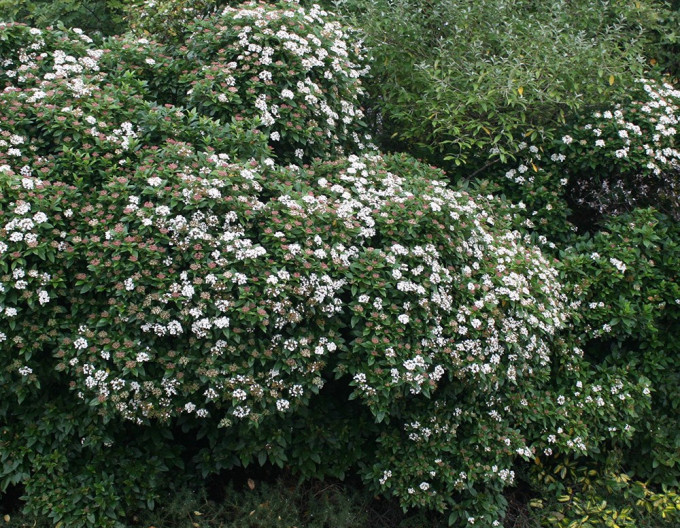 Viburnum „Eve Price”