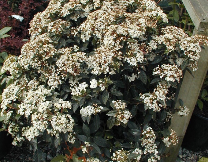 Viburnum „Eve Price”