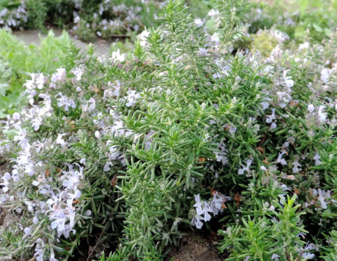 Rosmarinus  „Corsican Blue”