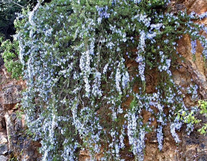 Rosmarinus  „Corsican Blue”