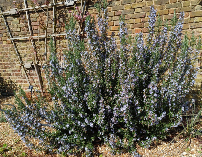 Rosmarinus  „Corsican Blue”