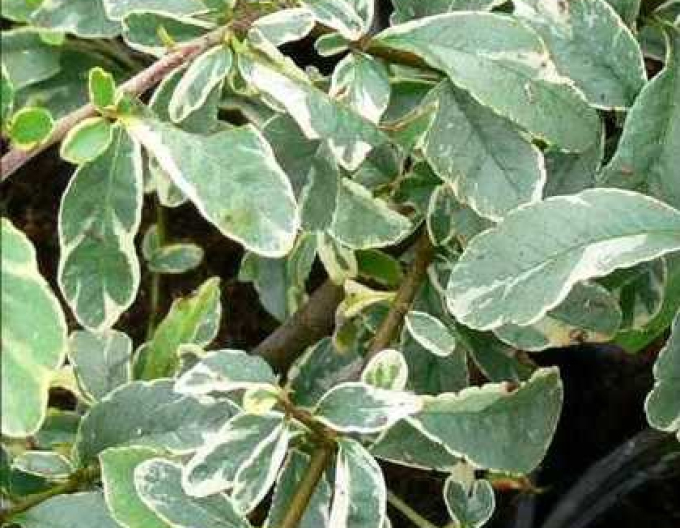 Păducel scarlat ´Mohave silver´