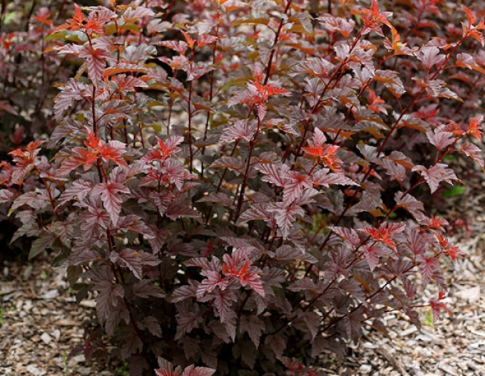 Physocarpus  „Lady in Red” 9x9