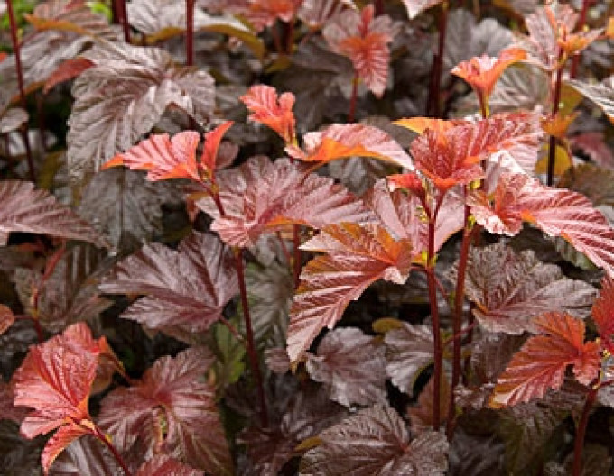 Physocarpus  „Lady in Red” 9x9