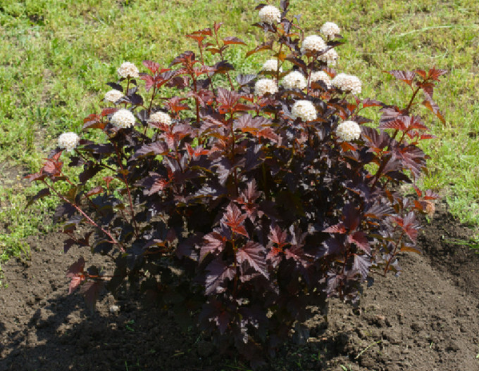 Physocarpus  „Lady in Red” 9x9