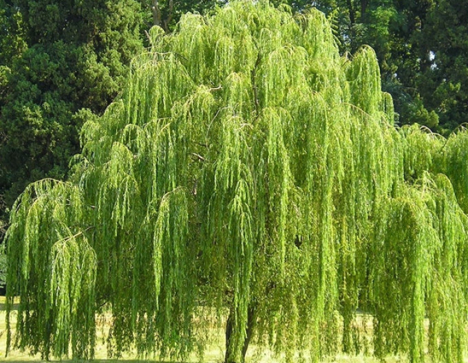 Salix ´Babylonica´  2l