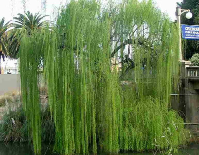 Salix ´Babylonica´  2l