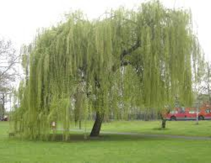 Salix ´Babylonica´  2l