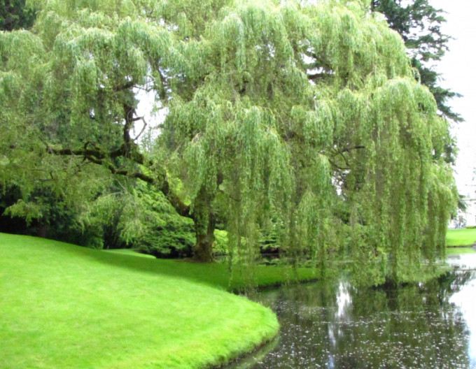 Salix ´Babylonica´  2l