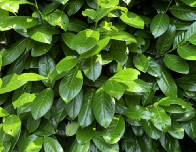 Prunus laurocerasus „Novita” 2L