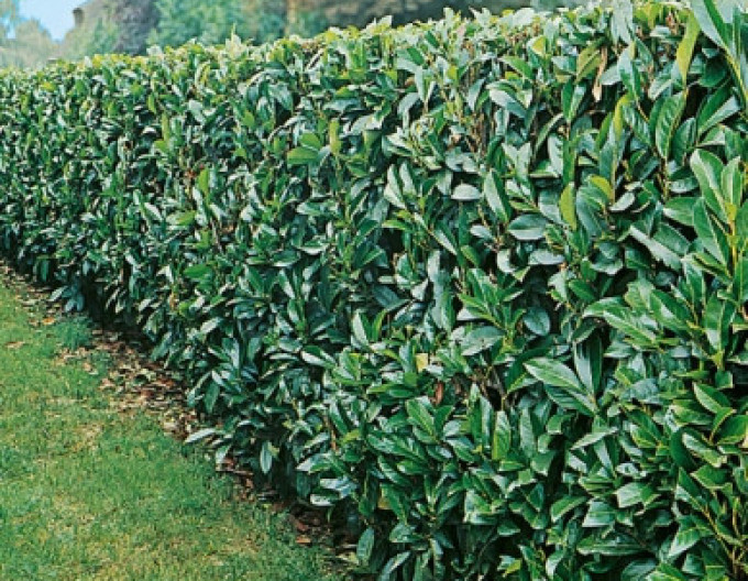 Prunus laurocerasus „Novita” 2L