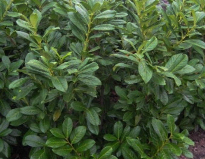 Prunus laurocerasus „Novita” 2L