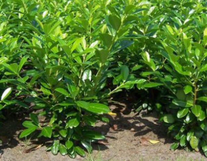 Prunus laurocerasus „Novita” 2L